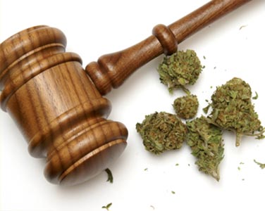 Law & Marijuana image